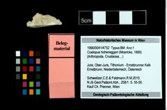 Foto (Objekt + Etikett) von Coelopus hoheneggeri (Moericke, 1889)  (NHMW-GEO-1990-0041-4752)